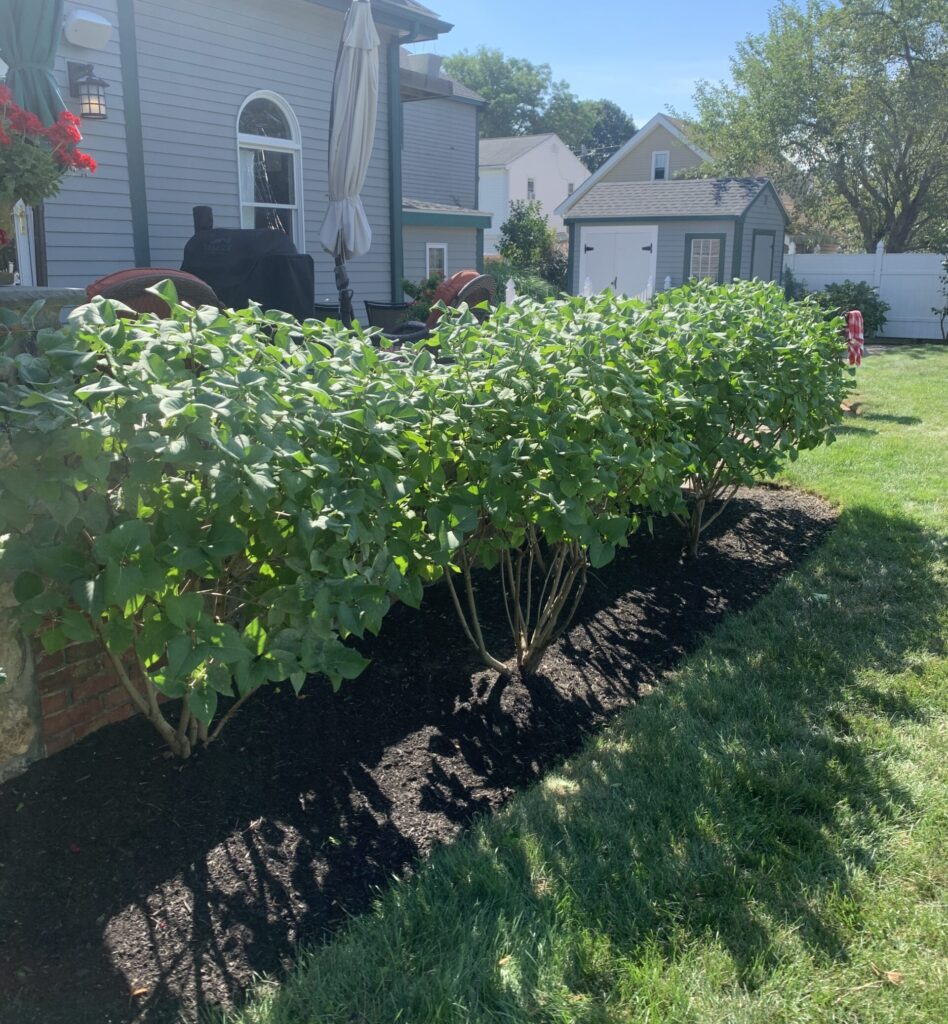 A black mulched garden bed in front of a house.