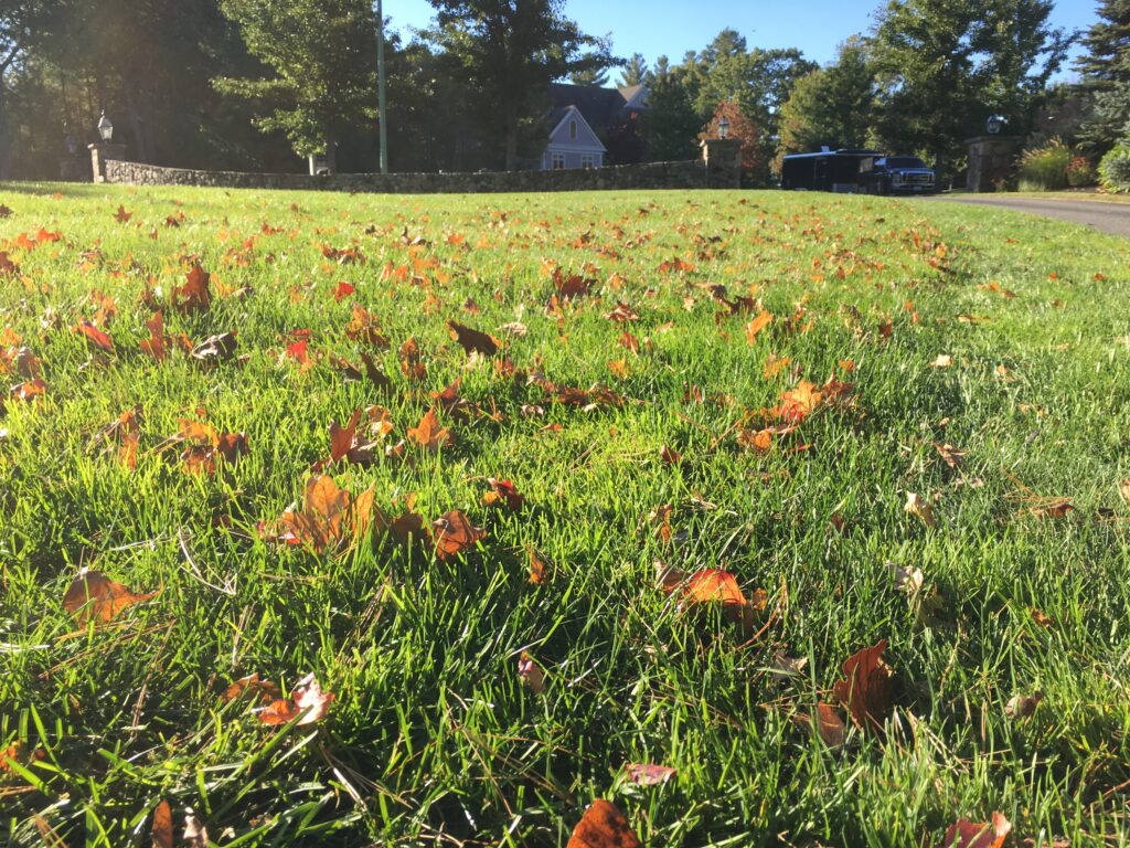 A grassy field with leaves on it.