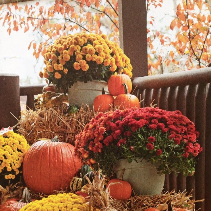 A porch filled with pumpkins, mums, mums, mums, mums, mums, mums, mums, mum.