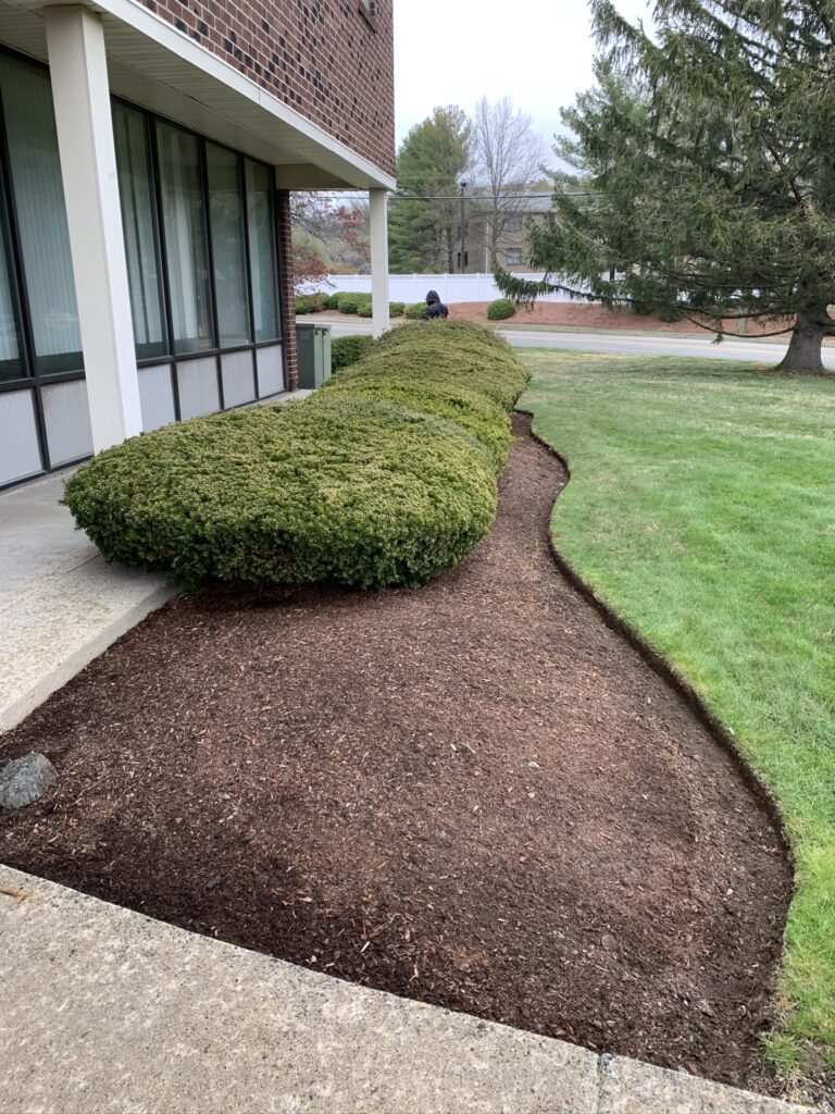A lawn with bushes and shrubs in front of a building.