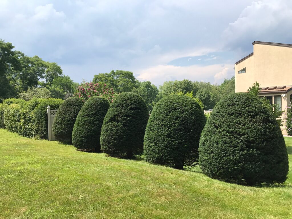 A row of topiary trees in front of a house.
