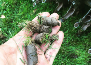 A person holding some grass roots while standing in front of a tractor.