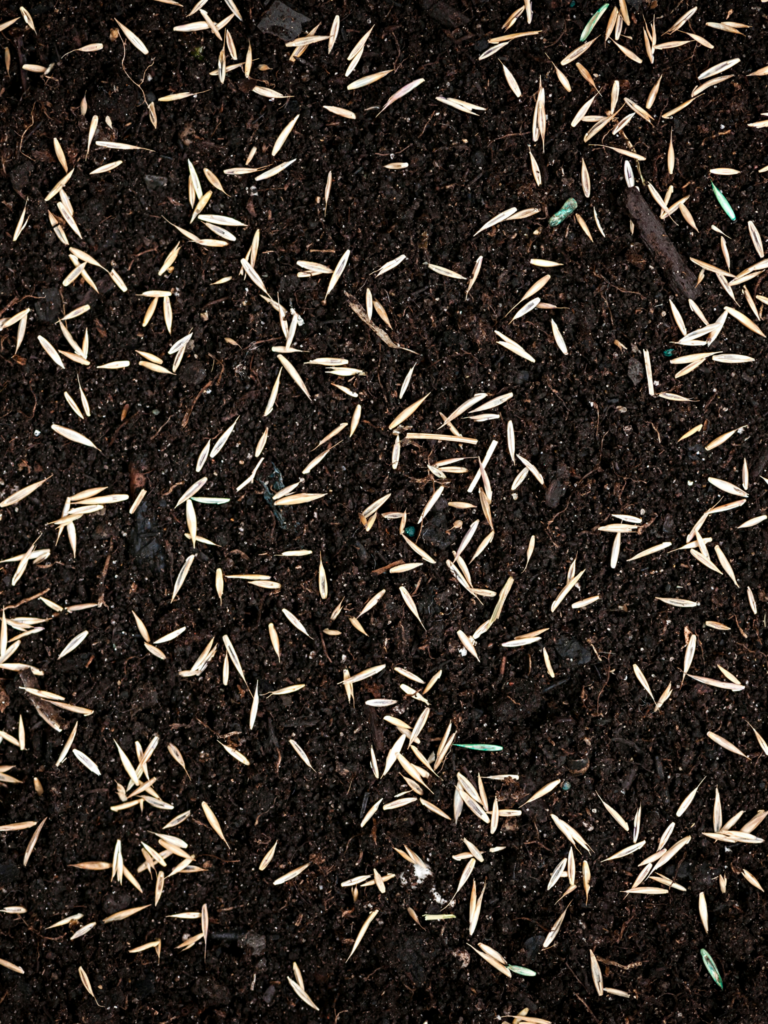A close up of small seeds in the soil.