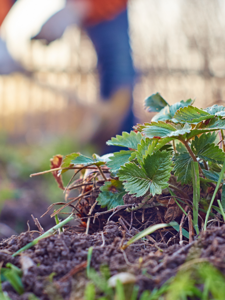 A person is planting strawberries in a garden.
