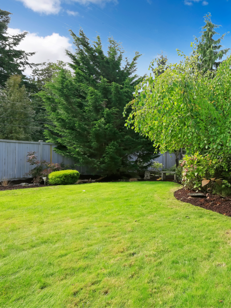 A backyard with grass and trees in a sunny day.