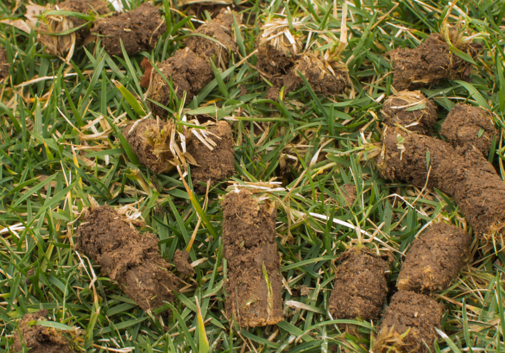 A pile of dirt on the grass.